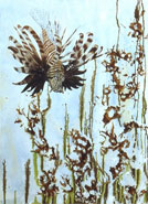 The Lionfish